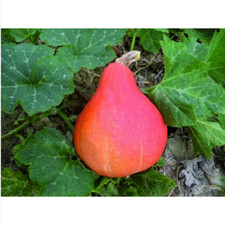 ZUCCA UCHIKI KURI, zucca