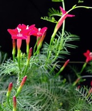 20 semi di piante rampicanti