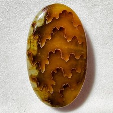 33 Cts Ammonite Naturale