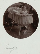 PA2726 ANIMALI, CANE CHE DORME