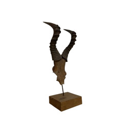 Corna di antilope - antilope -