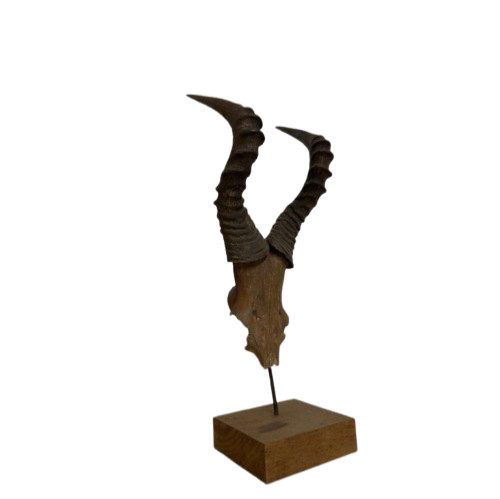 Corna antilope - -,