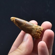 FOSSILE Dente di spinosauro