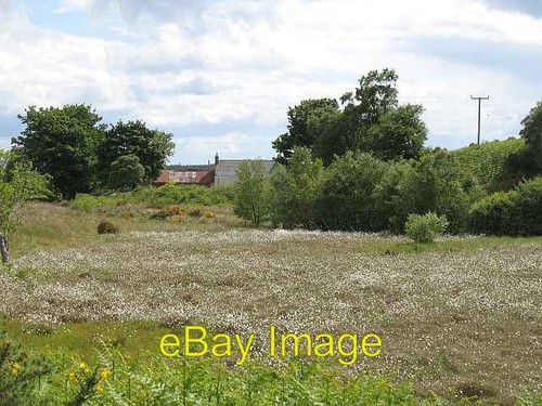 Photo 6x4 clynelish - clynelish, moss