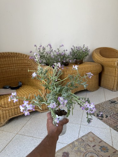 Gelsomino viola bonsai di - bonsai,
