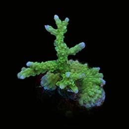 Corallo alce verde nucleare - corallo,