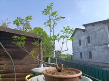 Prebonsai di frassino