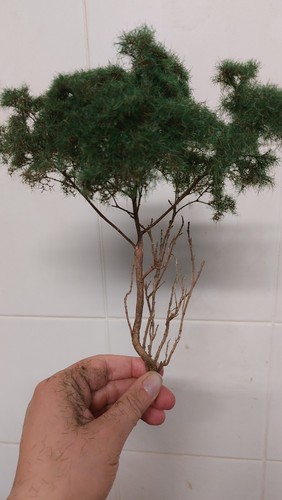 Albero pino marittimo - pino, per