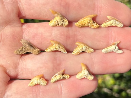 Denti squalo tigre fossile - denti,