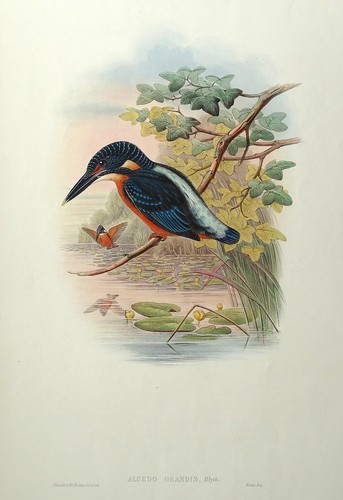 Antica stampa uccellino