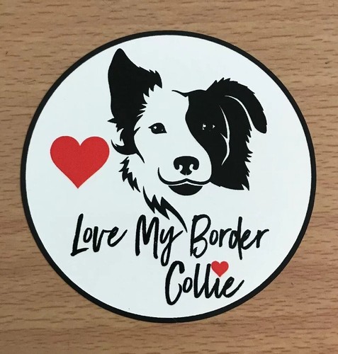 Adesivo border collie - collie, cani