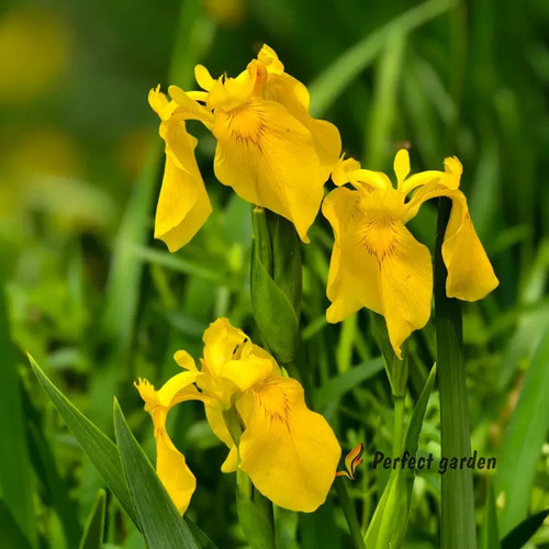 Semi iris pseudacorus - 50,