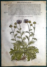 Stampa antica MATTIOLI MATTHIOLI erbario SCABBIOSA botanica 1585 Antique print