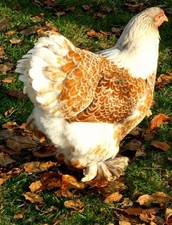 10 (no) uova da cova Brahma sperber ingombra grande razza