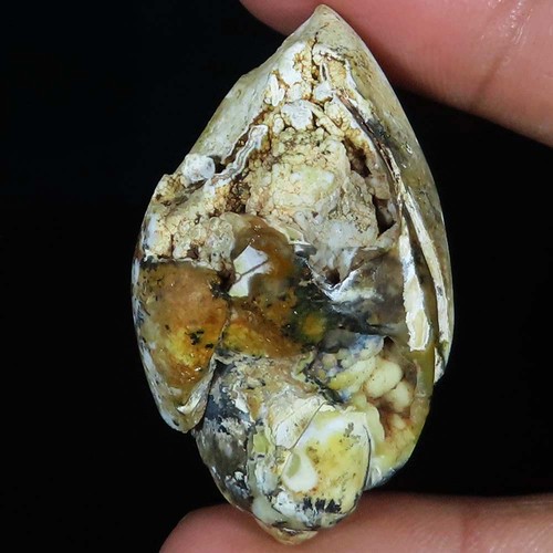 114 cts fossil lumaca - cts,