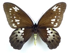 Ornithoptera goliath procus