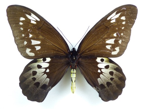 Ornithoptera goliath procus