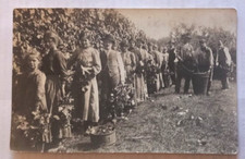 POLA ISTRIA trieste FOTO CART. G. FIORINI CLIVO SANTO STEFANO RARA  VENDEMMIA