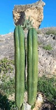 Pachanoi, San🌵Pedro 55 cm