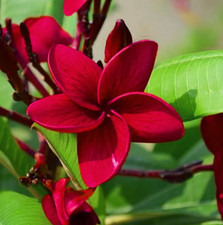 10 semi mix di PLUMERIA RED