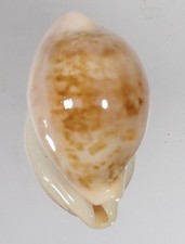 cypraea angelicae rare now