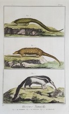 FORMICHIERE PANGOLINO FATAGINO ANT BEAR PHATAGIN  PANGOLIN LONG TAILED PANGOLIN 