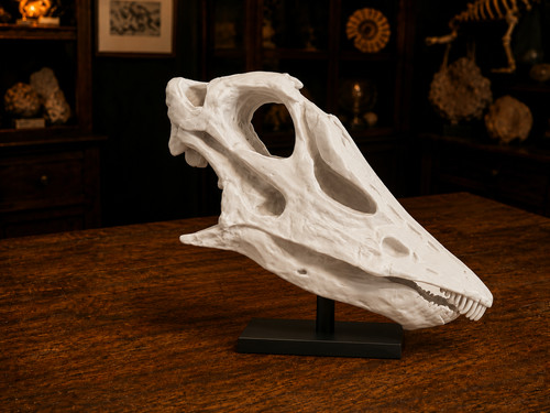 Diplodocus dippy skull - “dippy”,