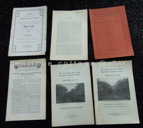 Lot 1910 antique - lot, apple