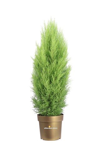 Pianta cipresso goldcrest - di,