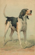 CARTOLINA  TEMATICA ANIMALI CANI GATTI CAVALLI TIGRI LEONI ORSI NON VIAGGIATA