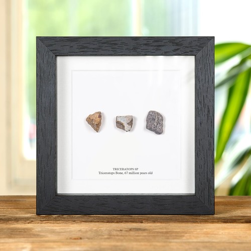 Triceratops dinosaur bone - triceratops,