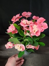 Euphorbie euphorbia milii - euphorbie,