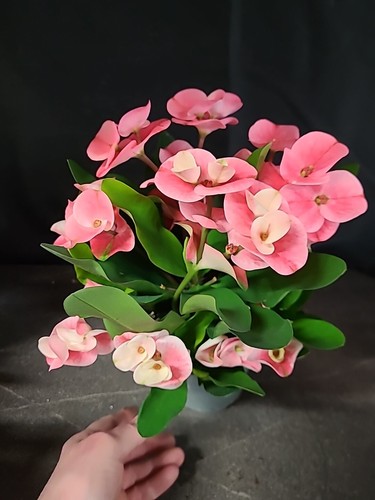 Euphorbie euphorbia milii thai - milii,
