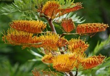 Australian Silver Oak - Southern Silky Oak - Grevillea robusta - 20+ semi W 125