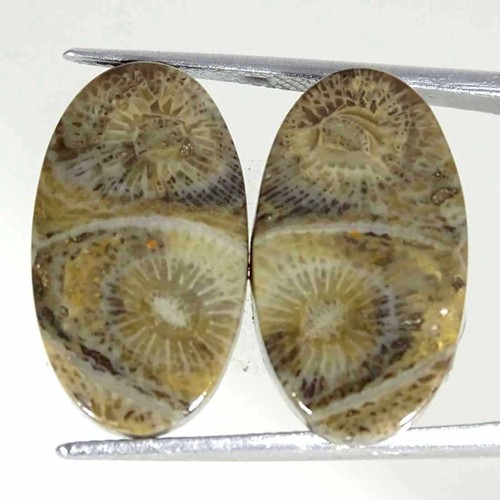 Cts corallo fossilizzato - corallo,