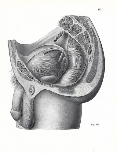 Stampa antica anatomia - stampa,