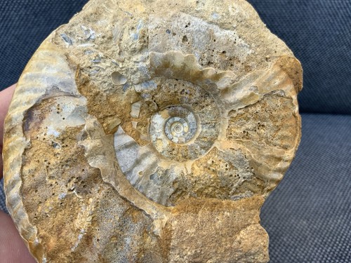 Proplanulites middle - proplanulites,