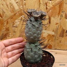 Tephrocactus geometricus