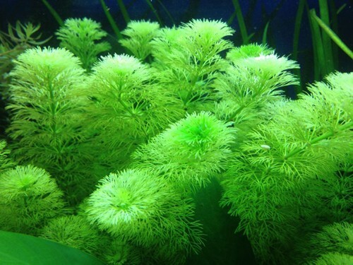 Limnophila sessiliflora - , 3