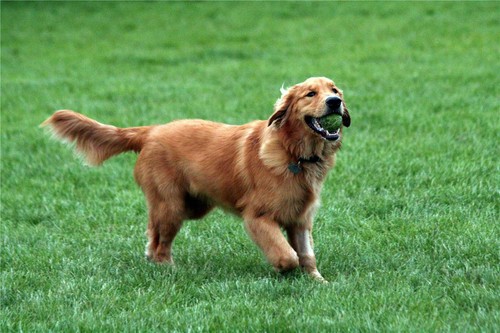 Poster lucido golden retriever - poster,