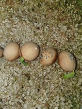 Cycas xipholepis, 2 semi germinati