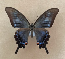 PAPILIO MAACKII maschio X