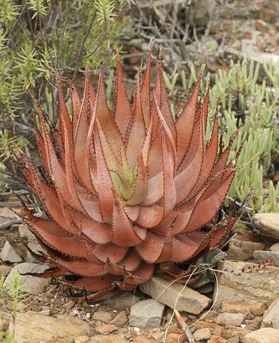 Aloe microstigma vera - aloe,