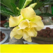 Piante succulente alte 10-12