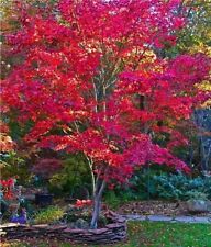 50 Semi Acero Giapponese Rosso - Seeds Red Maple - Acer Palmatum atropurpureum