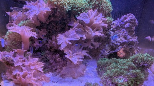 Pink cabbage coral large - cabbage,