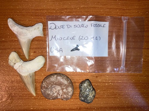 Fossili dente squalo e - di,