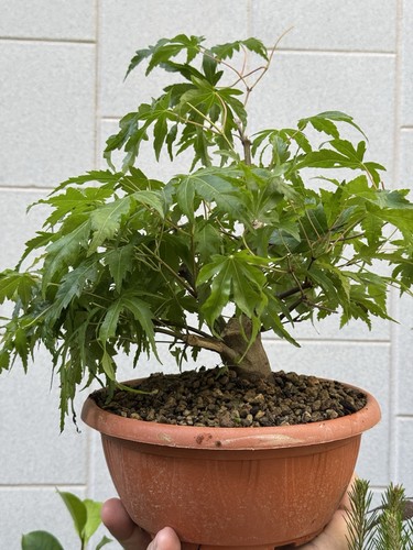 Acero palmato bonsai - palmato,