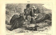 1889 Antica Stampa = AVVOLTOI