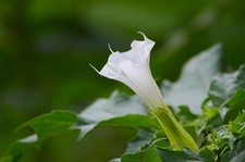 Pungiglione Datura stramonium
